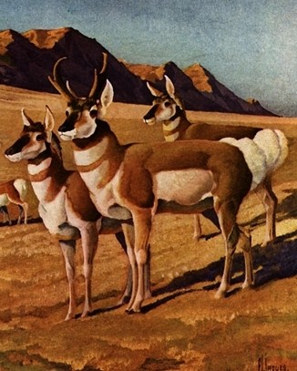 Antelope animal totem