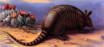 Armadillo animal totem