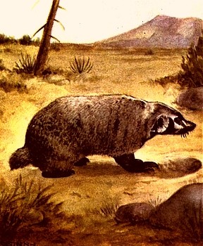 Badger animal totem