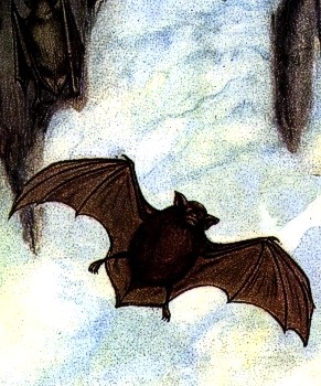 Bat animal totem
