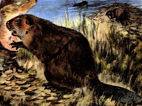 Beaver animal totem