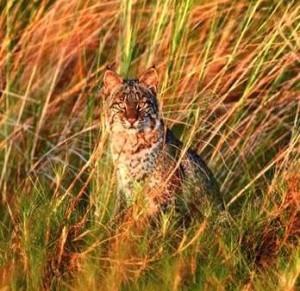 Bobcat animal totem