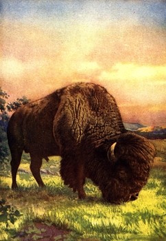 Buffalo/Bison animal totem
