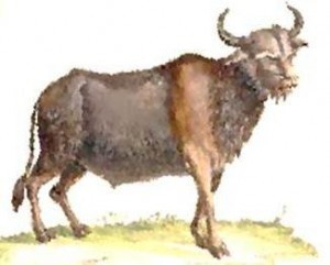 Bull animal totem