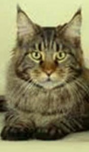 Cat animal totem