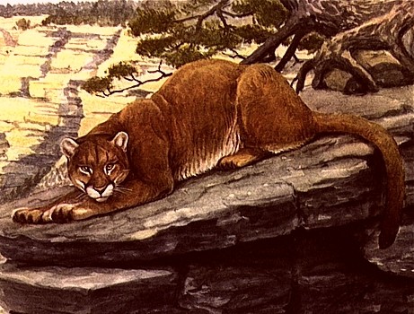 Cougar animal totem