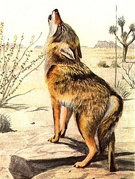 Coyote animal totem