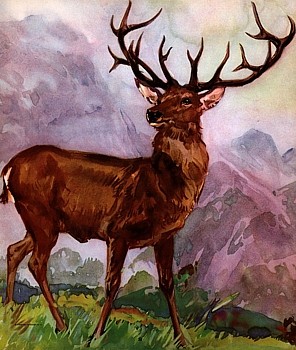 Deer animal totem