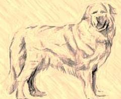 Dog animal totem