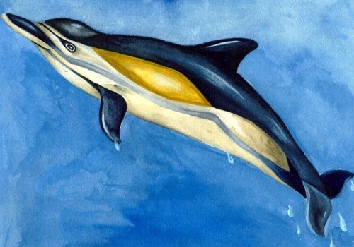 Dolphin animal totem