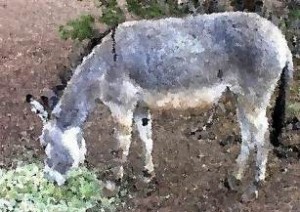Donkey/Ass/Burro animal totem