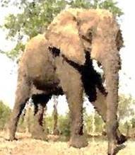 Elephant animal totem