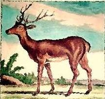 Elk animal totem