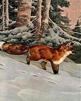 Fox animal totem