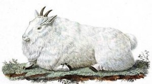 Goat animal totem