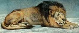 Lion animal totem