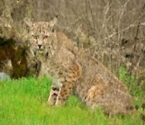 Lynx animal totem