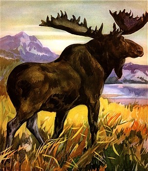 Moose animal totem