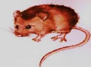 Mouse animal totem