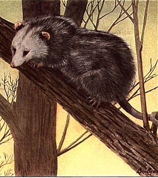 Opossum animal totem