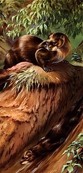 Otter animal totem