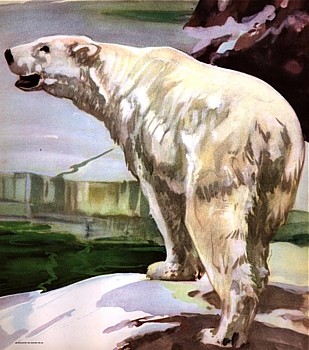 Polar Bear animal totem