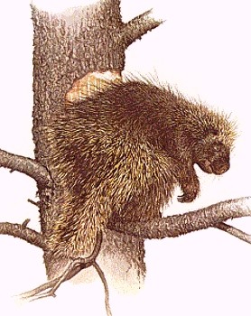 Porcupine animal totem