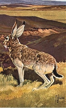 Rabbit/Hare animal totem