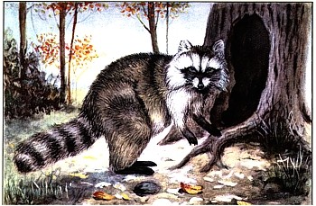 Raccoon animal totem