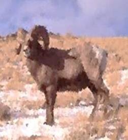 Ram/Bighorn Sheep animal totem