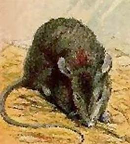 Rat animal totem