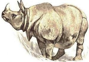 Rhinoceros animal totem
