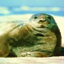 Seal/Sea Lion animal totem