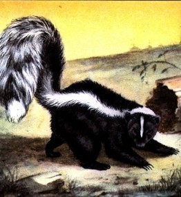 Skunk animal totem