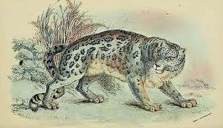Snow Leopard/Leopard animal totem