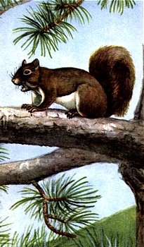 Squirrel animal totem