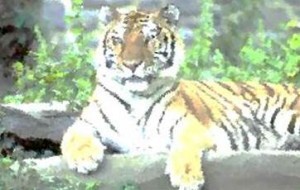 Tiger animal totem