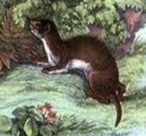 Weasel animal totem