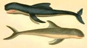 Whale animal totem
