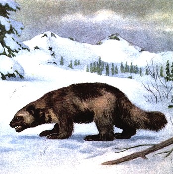 Wolverine animal totem