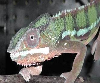 Chameleon animal totem