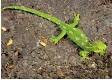 Gecko animal totem