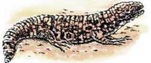 Gila Monster animal totem