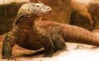 Komodo Dragon animal totem