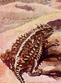 Lizard animal totem