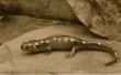 Salamander animal totem