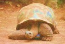 Tortoise animal totem