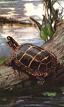 Turtle animal totem