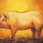 Pig