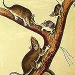Rat